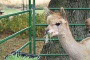 Feeding fodder to alpaca results in higher quality fiber