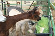 Alpaca on a fodder diet are more productive