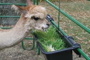 Fodder is beneficial to the sensitive digestive system of alpaca