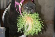 Fodder is a natural horse feed supplement