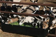 Fresh, green fodder is an ideal feed supplement for goats