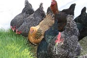 Hydroponic fodder is a complete feed option for poultry