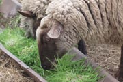 Hydroponic fodder has many health benefits for sheep