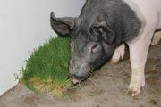 Feeding fodder improves swine health