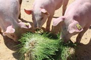 Pigs produce higher quality products on a fodder diet