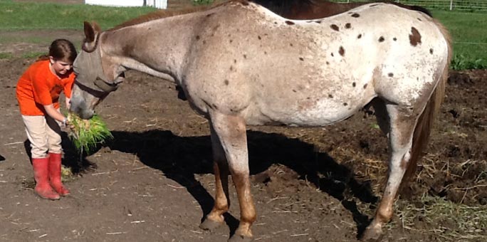 Horse enjoying fodder at Country View Equestrian Center.