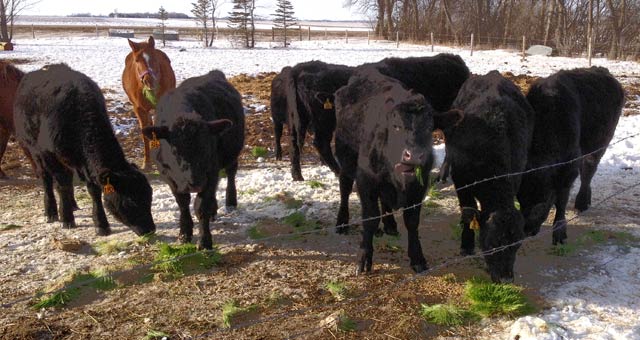 Beef cattle and horses eating fodder at Damasa Organics Farm.