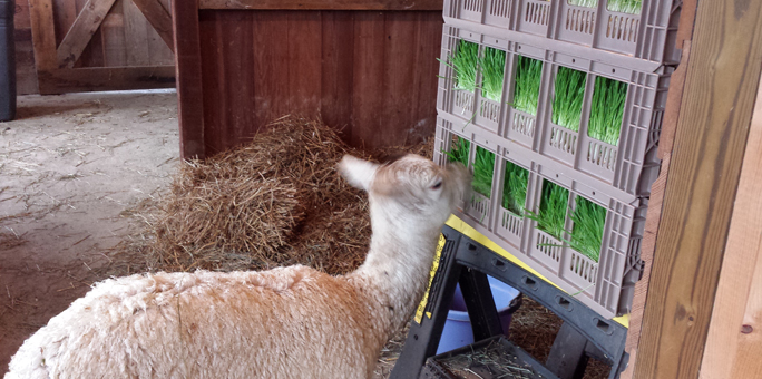 Fodder ready to be shipped to local farms