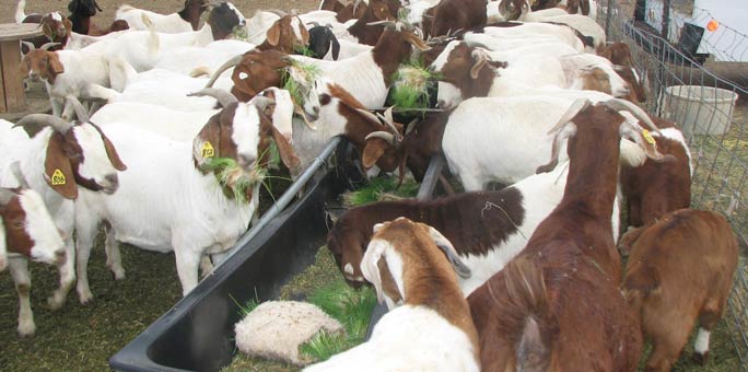 Hanscome Dairy reduced their hay cost by feeding fodder