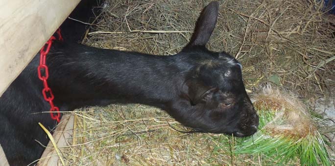 Hydroponic fodder is a healthy and nutritious feed option for goats