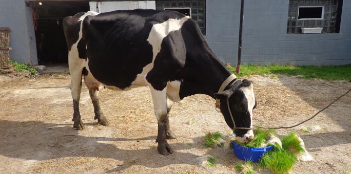 Holstein dairy cow eating fodder.
