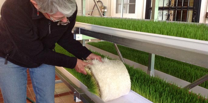 Mary Hurley harvesting fodder from the FodderPro 2.0 Feed System.