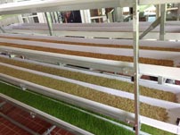 Each teir of the FodderPro 2.0 Feed System produces enough feed for one day.
