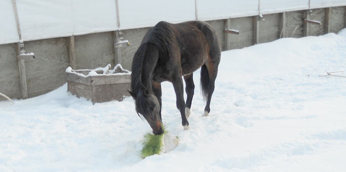 Horse eating fodder