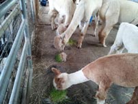 Feeding fodder to alpaca will improve fleece quality