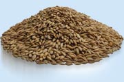 Barley fodder seed