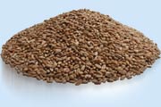 Red wheat fodder seed
