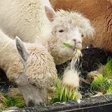 Feeding hydroponic fodder improves the fleece quality of alpaca.