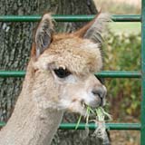 Hydroponic fodder is a high-quality alpaca feed.