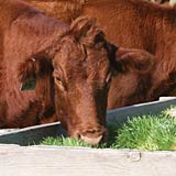 Beef from cattle raised on fodder can be marketed as grass fed.