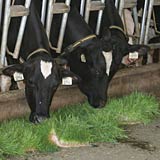 Hydroponic fodder mimics the benefits of fresh pasture and is a more appropriate feed option for grazing animals.