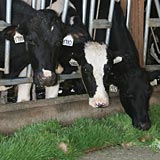 Feeding hydroponic fodder improves milk production in dairy cows.