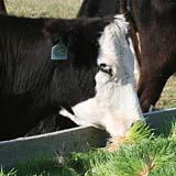 Hydroponic fodder contributes to healthy rumen function.
