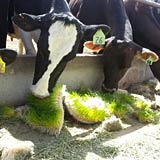 Cattle eating fodder