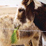Donkeys eating fodder at Narrow Way Ranch.