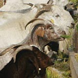 Goats at Broke Richard Ranch eating fodder.