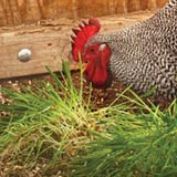 Chickens produce higher quality eggs with deeper yolk coloring on fodder.