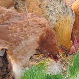 Feeding chickens fodder reduces the amount of sticky droppings.