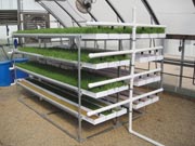 Expanded Mini FodderPro Feed System